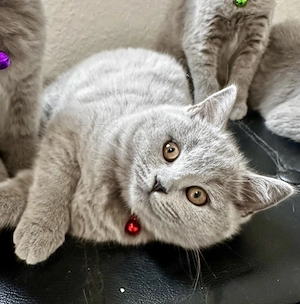 BKH kitten 