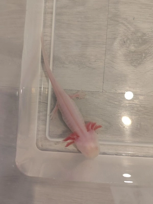 Axolotl Jungtiere versch. Farben Bild 6