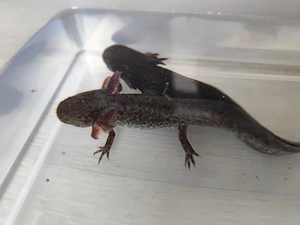 Axolotl Jungtiere versch. Farben Bild 3