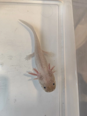 Axolotl Jungtiere versch. Farben Bild 4