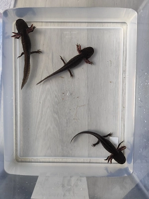 Axolotl Jungtiere versch. Farben Bild 7