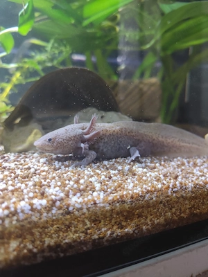 Axolotl Jungtiere versch. Farben