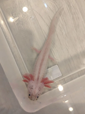 Axolotl Jungtiere versch. Farben Bild 5