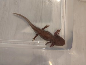 Axolotl Jungtiere versch. Farben Bild 8