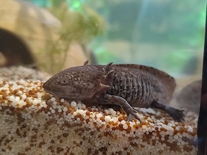 Axolotl Jungtiere versch. Farben Bild 10