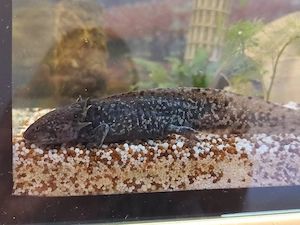 Axolotl Jungtiere versch. Farben Bild 9