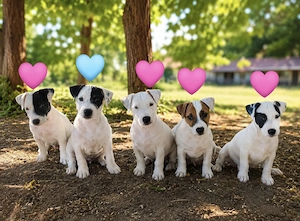 Jack Russell Welpen zu verkaufen Bild 2