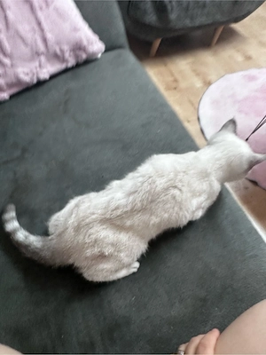 BKH Kater   geb. 30.04.2026 