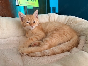 Ragdoll-Maine-Coon-Mix-Kater sucht liebevolles Für-immer-Zuhause