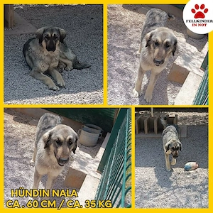 Nala, Herdenschutzhund Mischling sucht erfahrenes zuhause