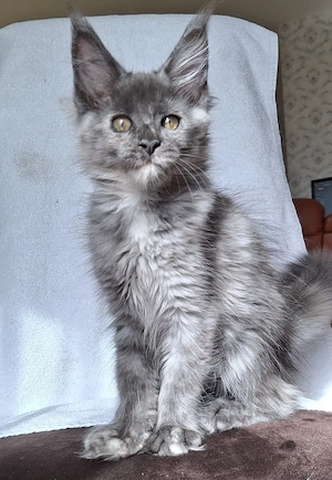 Maine Coon Kitten mit Stammbaum XXL