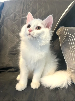 Katzenbaby