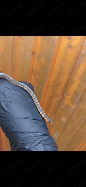 Thamnophis siritalis siritalis 