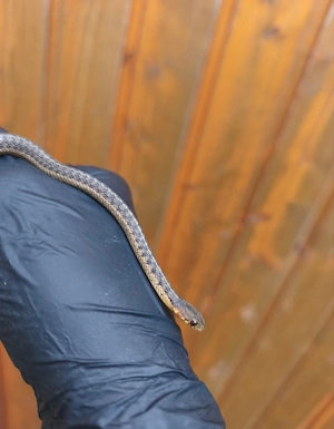Thamnophis siritalis siritalis 