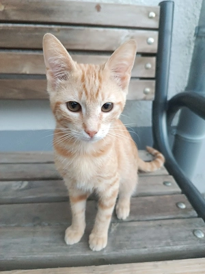 Babykatze, Katzenbaby