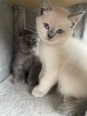 BKH Mädchen  Kitten color point reinrassig