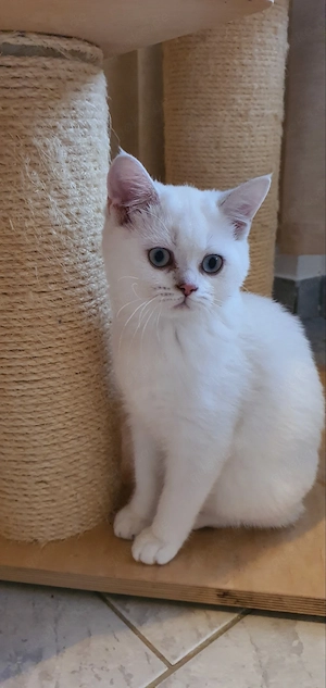 Reinrassige BKH Kitten mit blauen Augen 
