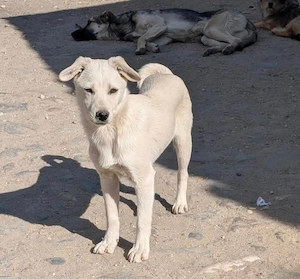 Atari möchte Familienhund werden 