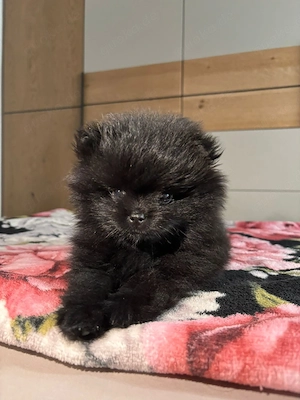 Pomeranian Bärchen 