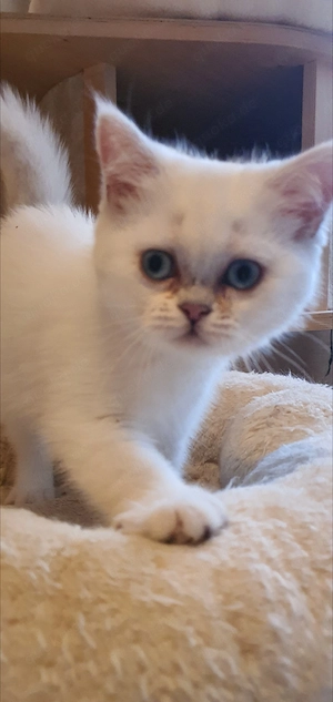 BKH Kitten mit blauen Augen  Bild 4