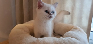 BKH Kitten mit blauen Augen  Bild 8