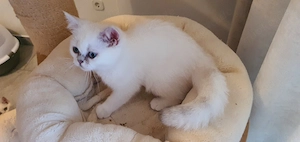 BKH Kitten mit blauen Augen  Bild 7