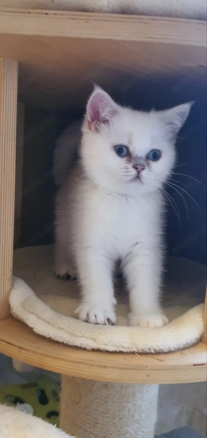 BKH Kitten mit blauen Augen  Bild 2