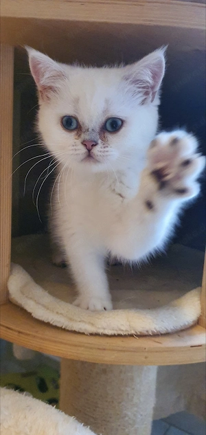 BKH Kitten mit blauen Augen  Bild 3