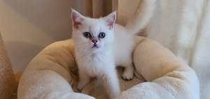 BKH Kitten mit blauen Augen  Bild 6