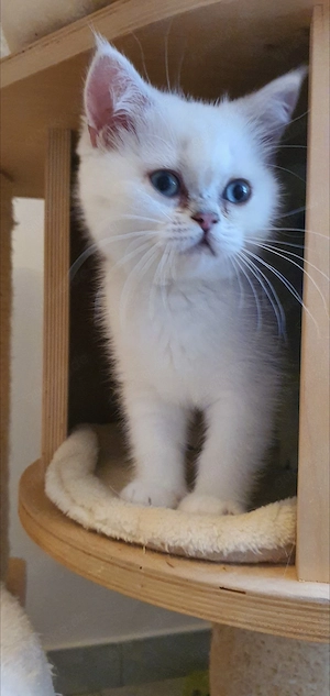 BKH Kitten mit blauen Augen 