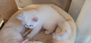 BKH Kitten mit blauen Augen  Bild 5