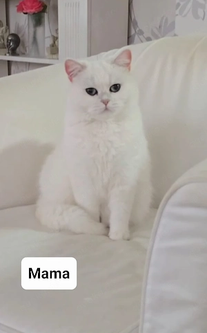BKH Kitten mit blauen Augen  Bild 10