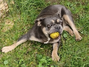 Französische Bulldogge Mädchen