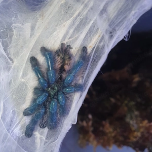 0.0.1 Caribena versicolor Enz 06.25 