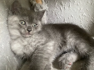 BKH Kitten Junge smoke abgabebereit Bild 6