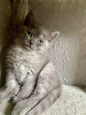 BKH Kitten Junge smoke abgabebereit Bild 7