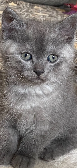 BKH Kitten Junge smoke abgabebereit Bild 4