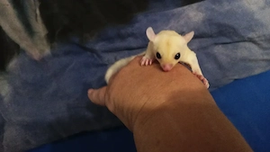 Zwei Sugar Glider Weibchen Babys 