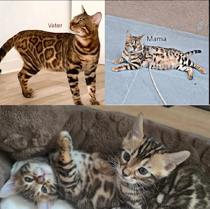 Reinrassige Bengal Kitten