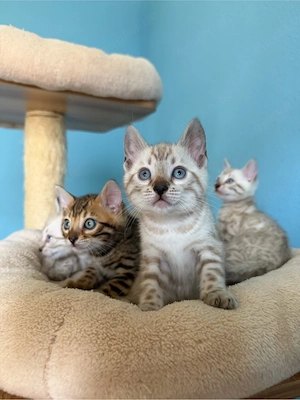 Bengal Kitten