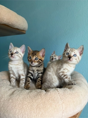 Bengal Kitten Bild 5
