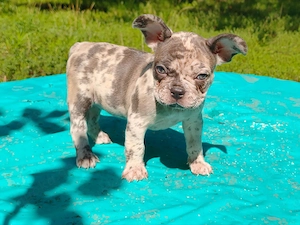 Französische Bulldogge Mädchen