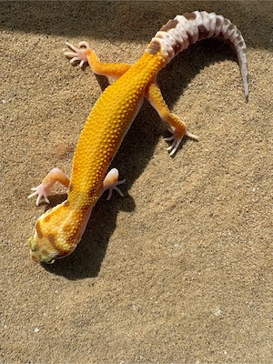 Leopardengecko 0.1 Female Tangerine Tremper Albino 