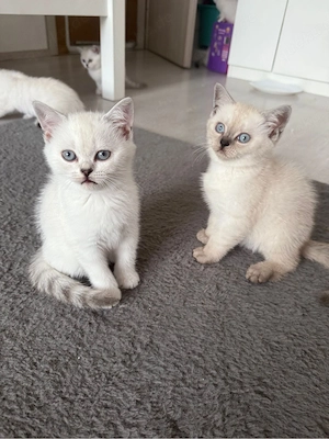 BKH Britisch Kurzhaar Kitten Katzen 