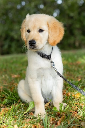 Golden-Retriever-Welpe (Weibchen) sucht liebevolles Zuhause      