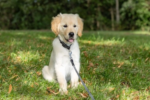 Golden-Retriever-Welpe (Weibchen) sucht liebevolles Zuhause      