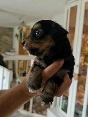 Miniaussiedoodles F1 Bild 2