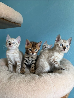 Bengal Kitten Bild 7