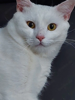 Weiße Katze 