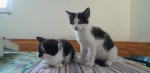 Katzen 12 Wochen alt